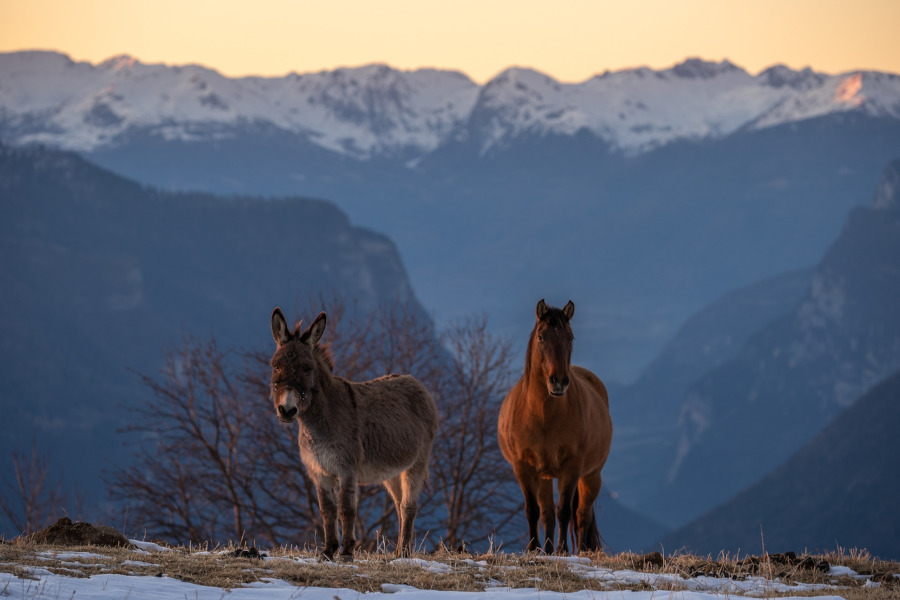 Esel und Pferd am Monte Grappa